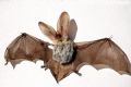 Plecotus sp.